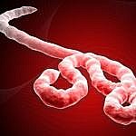 ebola_virus