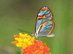 Flutura te mahnitshme me ngjyra te tejdukshme