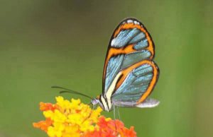 Flutura te mahnitshme me ngjyra te tejdukshme