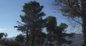 Berat, mbillen 5 mije pisha ne nje zone muzeale