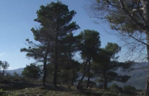 Berat, mbillen 5 mije pisha ne nje zone muzeale