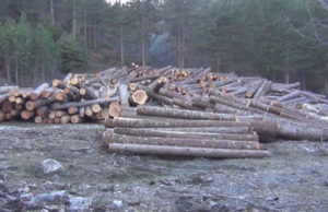 Moratoriumi i pyjeve, hyn zyrtarisht ne fuqi ligji