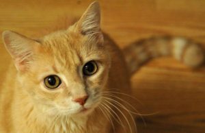 A jane macet shkaktare te skizofrenise?