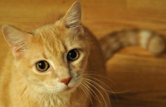 A jane macet shkaktare te skizofrenise?