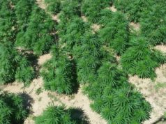 Shkoder, policia asgjeson 27 parcela me kanabis