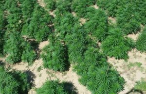 Shkoder, policia asgjeson 27 parcela me kanabis