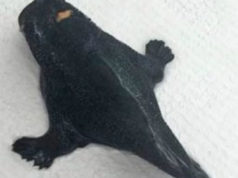 Peshku me kembe gjendet ne Zelanden e re