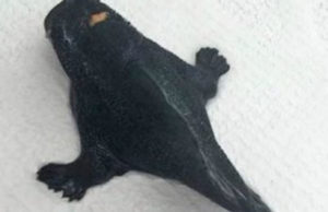 Peshku me kembe gjendet ne Zelanden e re