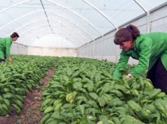 Bonuse per grate fermere