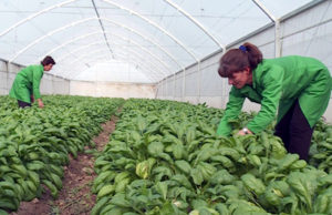 Bonuse per grate fermere