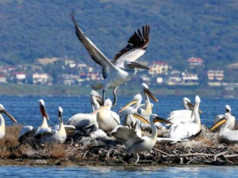 Moratoriumi i Gjuetise, shtohen shpendet ne vend