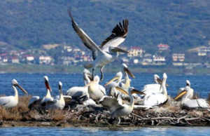 Moratoriumi i Gjuetise, shtohen shpendet ne vend