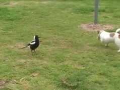 Kemi pare shume gjera te cuditshme por kete se keni pare kurre