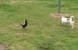 Kemi pare shume gjera te cuditshme por kete se keni pare kurre