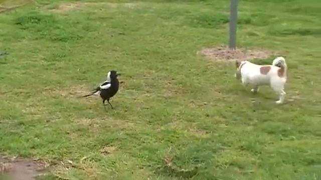 Kemi pare shume gjera te cuditshme por kete se keni pare kurre