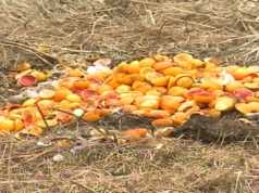 Dimri demton bujqesine