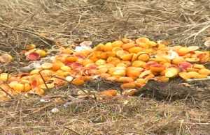 Dimri demton bujqesine