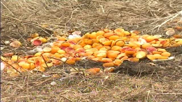 Dimri demton bujqesine