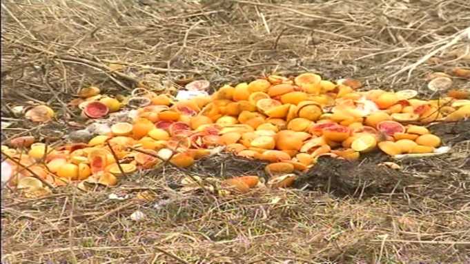 Dimri demton bujqesine