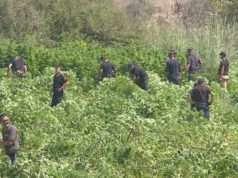 Hashashi, udhezimet e reja per asgjesimin