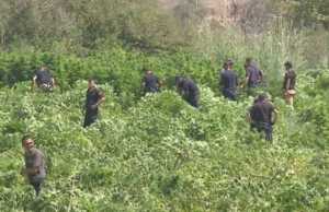 Hashashi, udhezimet e reja per asgjesimin