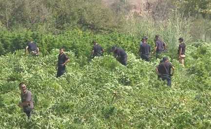 Hashashi, udhezimet e reja per asgjesimin