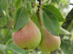 Dardha dhe vetite kuruese te saj