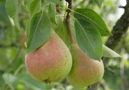 Dardha dhe vetite kuruese te saj