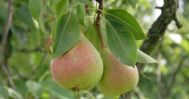 Dardha dhe vetite kuruese te saj