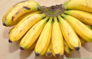 Semundjet e zorreve, koliti dhe salmonela. Ja nga se shkaktohen