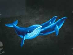 Balena Blu, zbulohet fakti tronditës në Gjirokastër