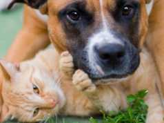 Shkencëtarët: Cilët janë më të mirë për shëndetin qentë apo macet?