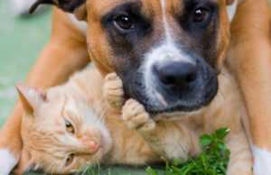 Shkencëtarët: Cilët janë më të mirë për shëndetin qentë apo macet?