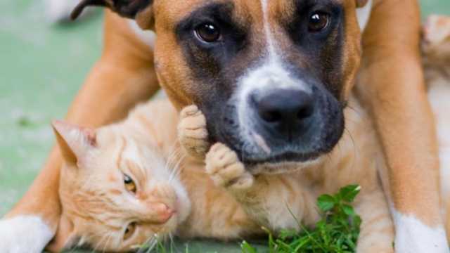 Shkencëtarët: Cilët janë më të mirë për shëndetin qentë apo macet?