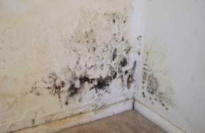 Si te pastrojme mykun e shtepise