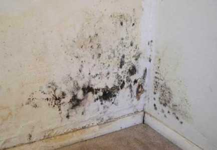 Si te pastrojme mykun e shtepise