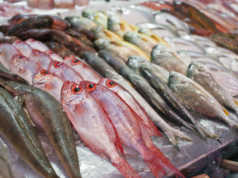 Kuotat e perpunimit te peshkut, Shqiperia tejkalon normen